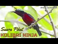 MP3 PALING AMPUH !! Suara Pikat Kolibri Ninja (KONIN )Dijamin Dapat Banyak